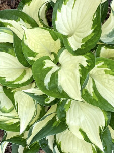 Hosta 'Loyalist'